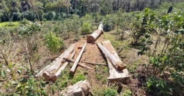 Hai công ty ở huyện Kon Plông phá rừng