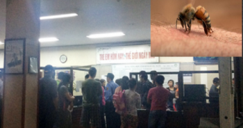 Hà Nội: Hơn 50 học sinh bị ong đốt phải nhập viện