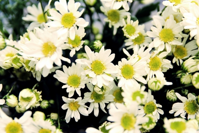 C&aacute;nh hoa trắng muốt, nhụy hoa v&agrave;ng giống như c&aacute;i nắng của những ng&agrave;y đ&ocirc;ng kh&ocirc;ng rực rỡ.