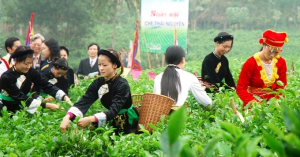 Khai mạc Festival Trà Thái Nguyên 2015