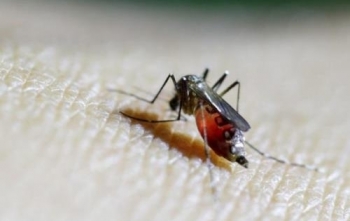 TP HCM: 2 ngày ghi nhận 4 ca nhiễm virus Zika