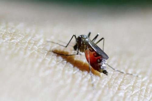 Ph&aacute;t hiện 21 trường hợp nhiễm virus Zika tại TP Hồ Ch&iacute; Minh. Ảnh: Reuters.