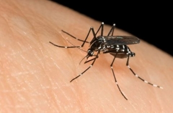 Việt Nam ghi nhận 36 trường hợp nhiễm virus Zika