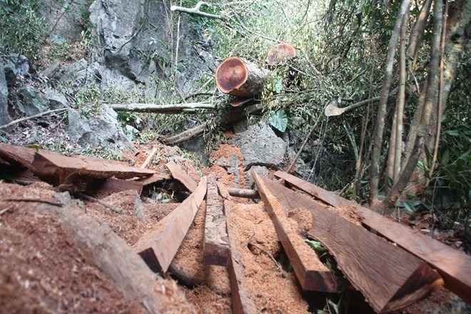 Những c&acirc;y gỗ nghiến bị l&acirc;m tặc xẻ thịt tại rừng đặc dụng Phong Quang, tỉnh H&agrave; Giang. (Ảnh: H.V/Vietnam+)