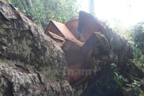 Một c&acirc;y nghiến cổ thụ vừa bị cưa đổ tại rừng đặc dụng Phong Quang. (Ảnh: H.V/Vietnam+)