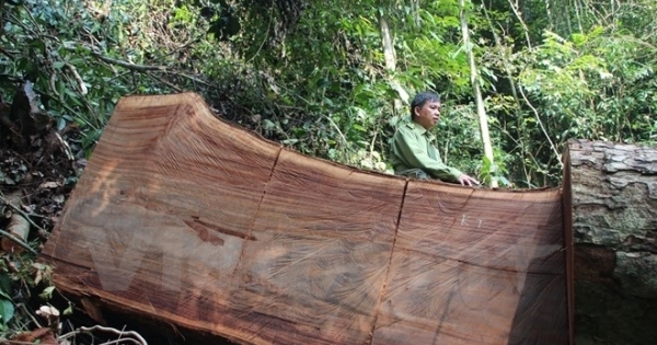 Vì lợi nhuận trước mắt, người dân “hóa” lâm tặc… phá rừng