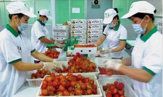 Hiến kế “mở toang” thị trường Canada cho nông sản Việt