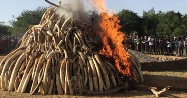 Tiêu hủy 2 tấn ngà voi, 70kg sừng tê giác tại Sóc Sơn, Hà Nội