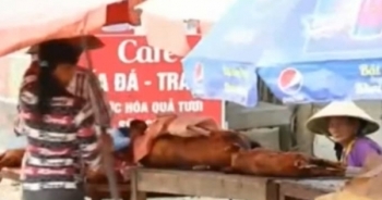 Đặc sản thịt lợn mán được chế biến từ lợn chết tím tái, bốc mùi