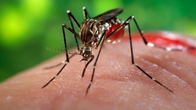 TP HCM ghi nhận 38 ca nhiễm bệnh do virus Zika. Ảnh: minh họa