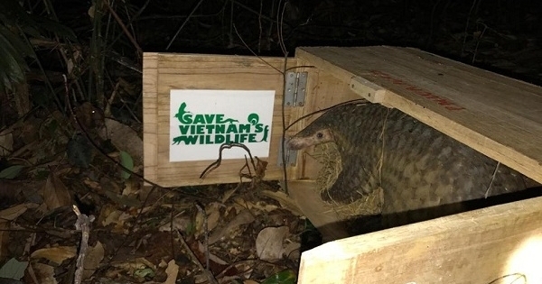 SVW tái thả 46 cá thể tê tê Java về rừng