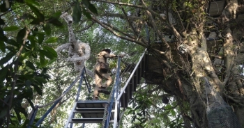 Kỳ dị nhà trên... cây "chẳng giống ai" ở Hà Nội