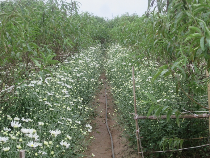 Những b&ocirc;ng c&uacute;c được trồng xen kẽ với những gốc đ&agrave;o tại một vườn hoa ở Nhật T&acirc;n                Khắp c&aacute;c tuyến phố đều thấy ngập tr&agrave;n loại hoa n&agrave;y.              Những b&ocirc;ng c&uacute;c n&agrave;y được b&aacute;n với gi&aacute; 30.000 vnd một b&oacute; nhỏ v&agrave; 80.000 vnd một b&oacute; to.