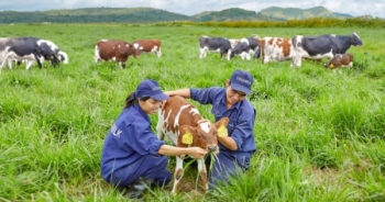 Trang trại bò sữa Organic đầu tiên tại Việt Nam đạt chuẩn quốc tế