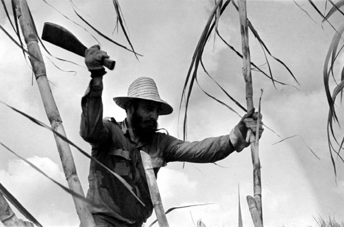 Fidel Castro l&agrave; một trong những nh&agrave; l&atilde;nh đạo c&oacute; thời gian cầm quyền li&ecirc;n tục k&eacute;o d&agrave;i nhất tr&ecirc;n thế giới với sức l&agrave;m việc phi thường. H&igrave;nh ảnh Castro chặt c&acirc;y m&iacute;a ở Cuba 1970. (Ảnh: Getty)