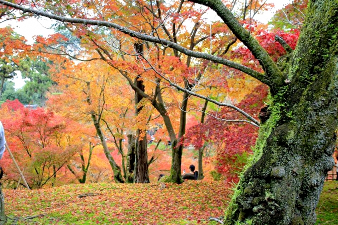 Ở Nhật Bản rất nhiều nơi c&oacute; những c&aacute;nh rừng l&aacute; đỏ như thế n&agrave;y.