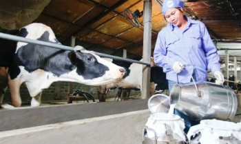 “Bán tống bán tháo” bò sữa vì doanh nghiệp ép giá?