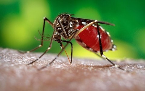 &nbsp;TP HCM ghi nhận 83 ca nhiễm virus Zika. Ảnh: minh họa.