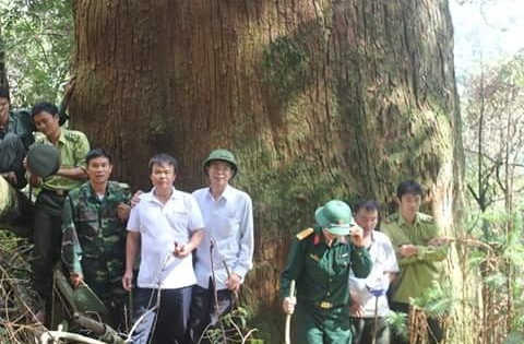 Quần thể cây sa mu dầu “khổng lồ” ở xứ Nghệ được công nhận cây di sản Việt Nam