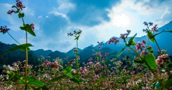 Vi vu Hà Giang ngắm mùa hoa tam giác mạch nở đẹp ngất ngây
