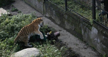 Du khách kinh hoàng chứng kiến hổ tấn công nhân viên vườn thú