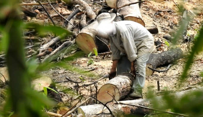 Cận cảnh một l&acirc;m tặc đang ph&aacute; rừng ở huyện Đắk Song, tỉnh Đắk N&ocirc;ng.