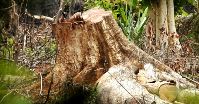 Những c&acirc;y gỗ to bị triệt hại trong rừng Đắk Song.