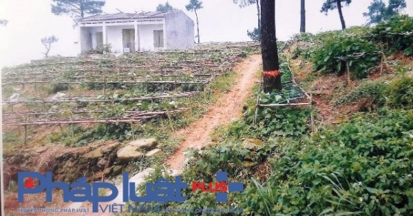 Kỳ 2 – Vụ phá rừng khôn khéo ở Vĩnh Phúc: Thủ tướng Nguyễn Xuân Phúc chỉ đạo xử lý sau khi Pháp luật Việt Nam phản ánh