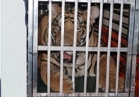 Thanh Hóa: Ngang nhiên dùng “xế hộp” chở cá thể Hổ đi tiêu thụ