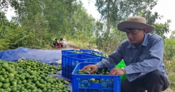 Thị trường Nhật Bản khắt khe đã rộng cửa cho trái chanh Việt Nam