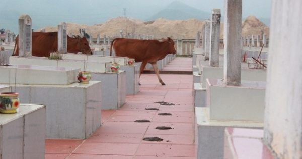 Quảng Bình: Nghĩa trang Liệt sỹ “tan nát” do bò thả rông xâm hại