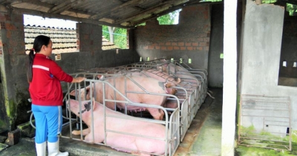 Bình Định: Lùm xùm việc thống kê thiệt hại gia súc, gia cầm