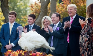 Xá tội cho gà tây ở Nhà Trắng, Trump kêu gọi đoàn kết