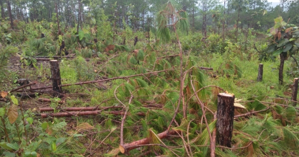Lâm Đồng: Gần 10ha rừng bị phá trái phép
