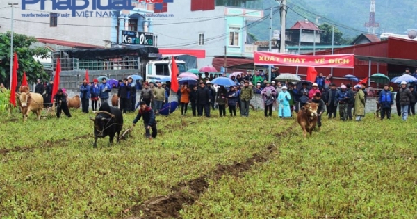 Hà Giang: Khai mạc Lễ hội Bò vàng lần thứ nhất tại huyện Mèo Vạc