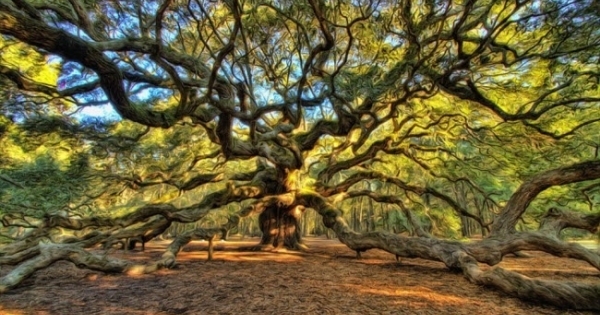 Ngắm cây sồi 450 tuổi phủ rộng 1.600 m2 đẹp như bức tranh thủy mặc