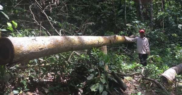 Ly kỳ vụ phá rừng ở Bình Phước: Tiếp tục truy tìm 2 người đàn ông “lái máy cày” và “mua gỗ”
