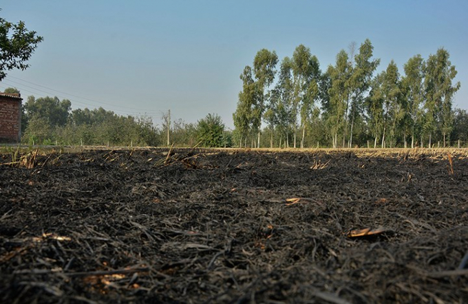 Rơm rạ tr&ecirc;n một c&aacute;nh đồng l&uacute;a bị đốt trụi sau vụ thu hoạch ở ngoại &ocirc; Amritsar, Punjab. Ảnh: AP