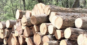 Xuất khẩu gỗ của Việt Nam: 13 tỷ USD - con số trong tầm tay?