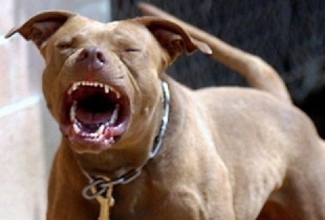 Hà Nội: Chó Pit bull nặng 30kg cắn chủ nhà và hàng xóm nhập viện