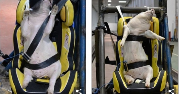 Phẫn nộ cảnh dùng lợn sống làm hình nộm thử tai nạn xe hơi tại Trung Quốc