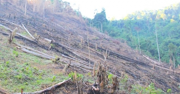 Nghệ An: 5 cán bộ xã bị kỷ luật vì để xảy ra phá rừng