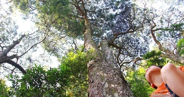 Chiêm ngưỡng hàng cây xích tùng 700 tuổi quý hiếm trên đỉnh thiêng Yên Tử