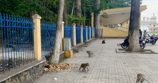 Đề xuất đưa đàn khỉ trong nội ô Tòa Thánh Cao Đài về môi trường tự nhiên
