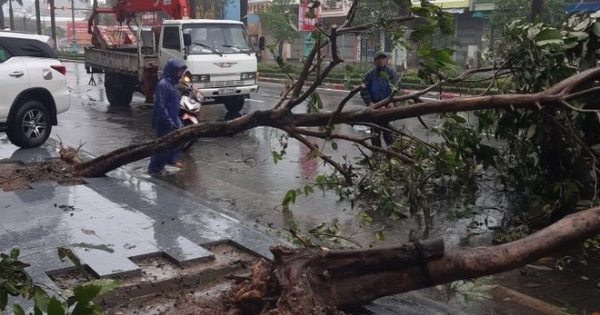 Bão số 12 đổ bộ Khánh Hòa - Phú Yên, nhiều cây xanh bị quật ngã