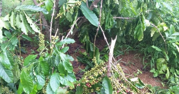Vườn cà phê của người dân ở Lâm Đồng bị kẻ xấu chặt phá lần thứ 10
