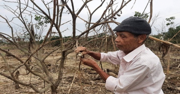 Thừa Thiên - Huế: Dân điêu đứng vì hàng trăm ha cây thanh trà bị chết do ngập nước