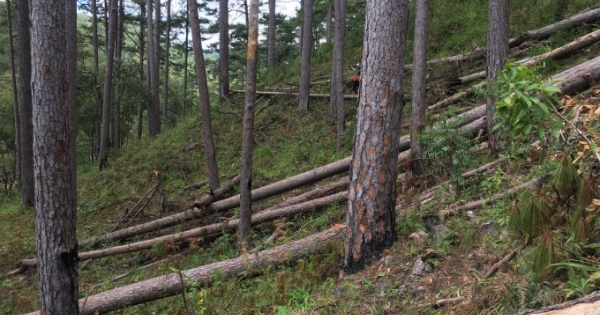 Xác định nhóm đối tượng triệt phá hàng loạt cây thông ở Lâm Đồng