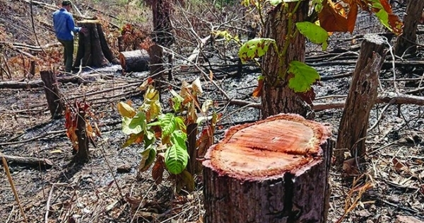 Cảnh báo hàng loạt dự án xin xén rừng tự nhiên