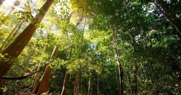 3 dự án chuyển đổi rừng tự nhiên bị từ chối